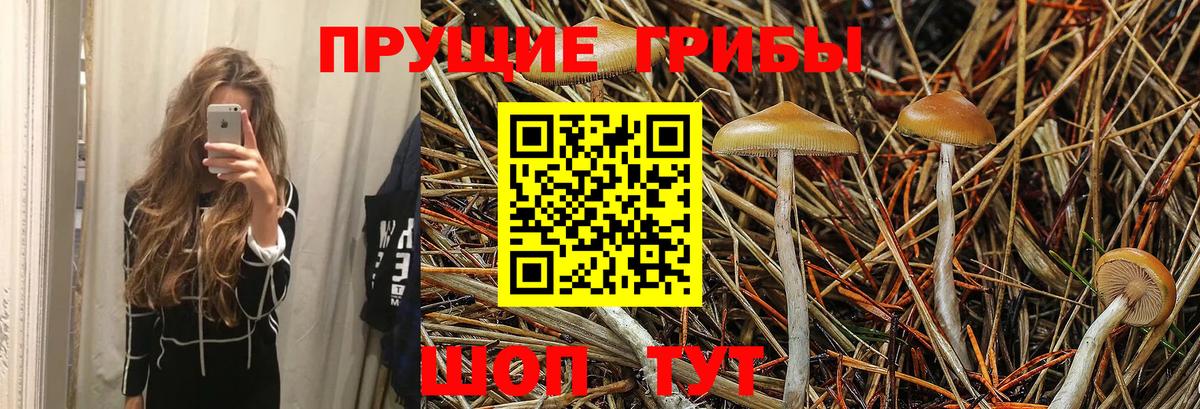 Галлюциногенные грибы Magic Shrooms  Вход с VPN  Бийск  Псилоцибиновые грибы Magic Shrooms 